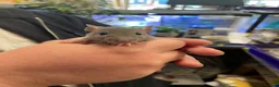 Rat rodents for sale: Baby rats - Advert 10