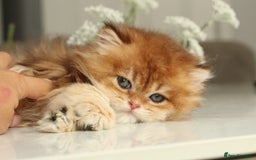 British Longhair cats for sale: Last Golden Chinchilla ny12 LH kitty - Image 10
