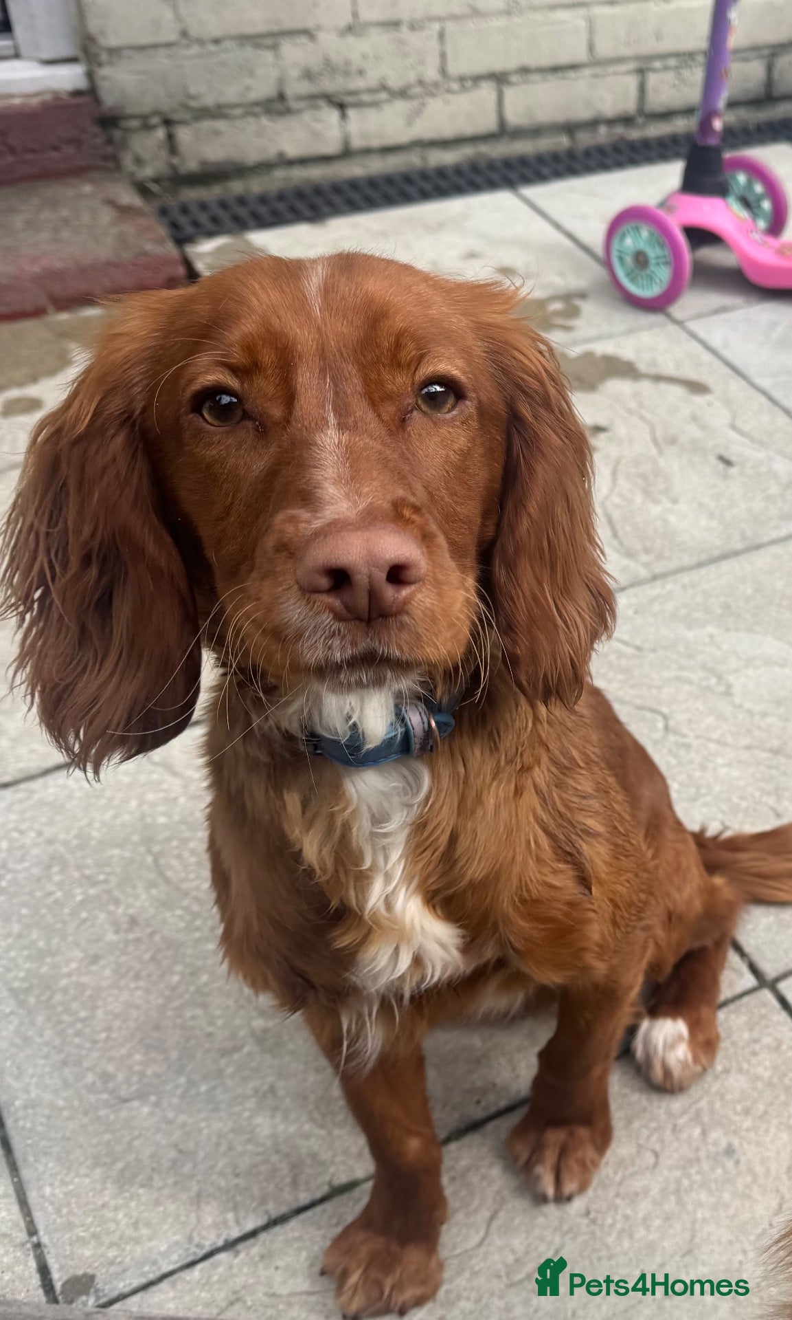 English Springer Spaniel dogs Male Rust Spaniel (1Yr Old) - Advert 2