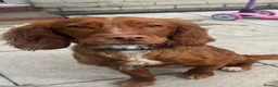 English Springer Spaniel dogs for sale: Male Rust Spaniel (1Yr Old) in Jarrow - Advert 1
