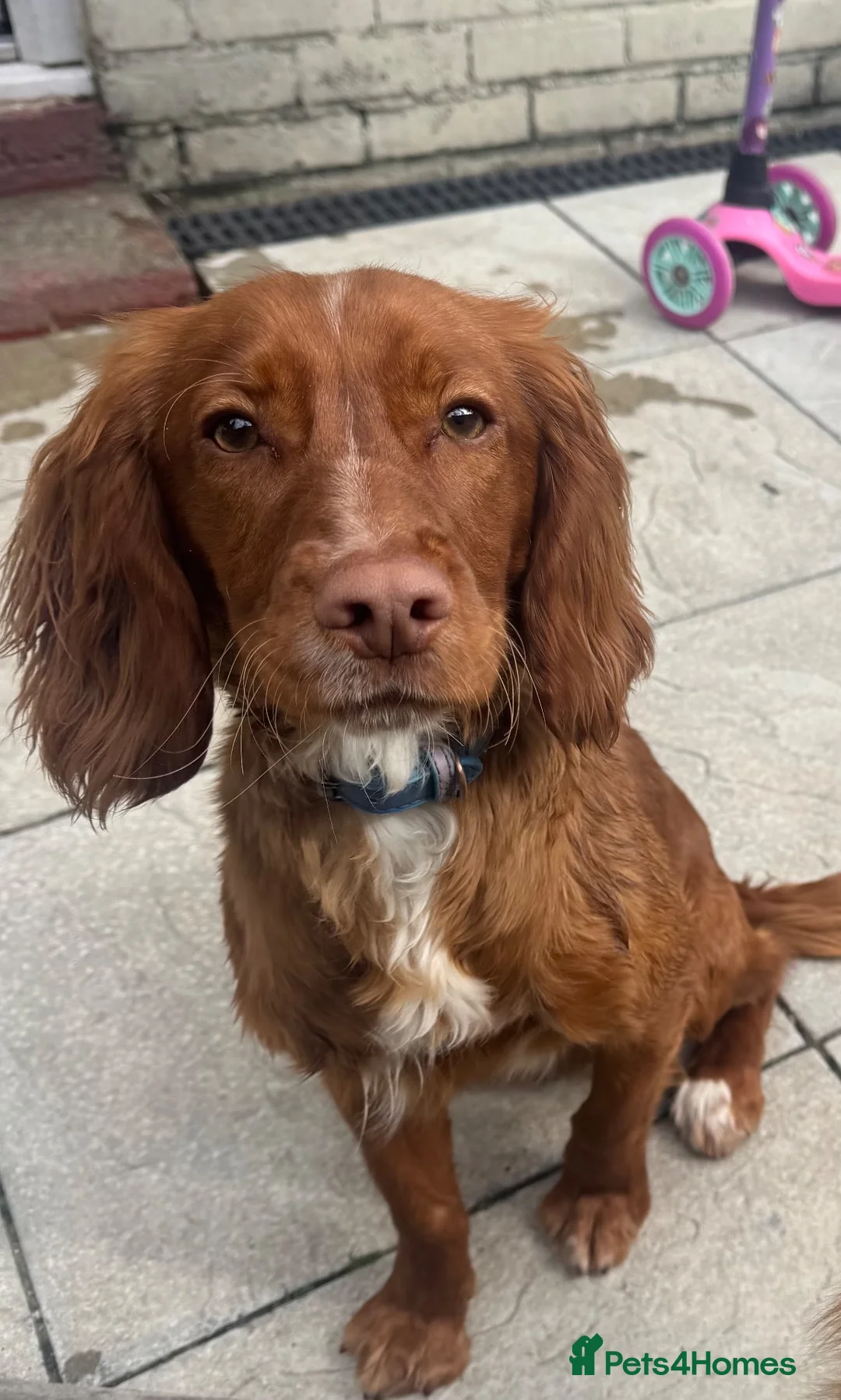 English Springer Spaniel dogs for sale: Male Rust Spaniel (1Yr Old) in Jarrow - Advert 1