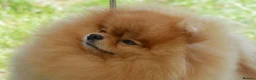 Pomeranian dogs for stud: Champion Stud Dogs  - Advert 2