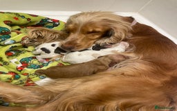 Cocker Spaniel dogs for sale: Show cocker spaniels  - Image 1