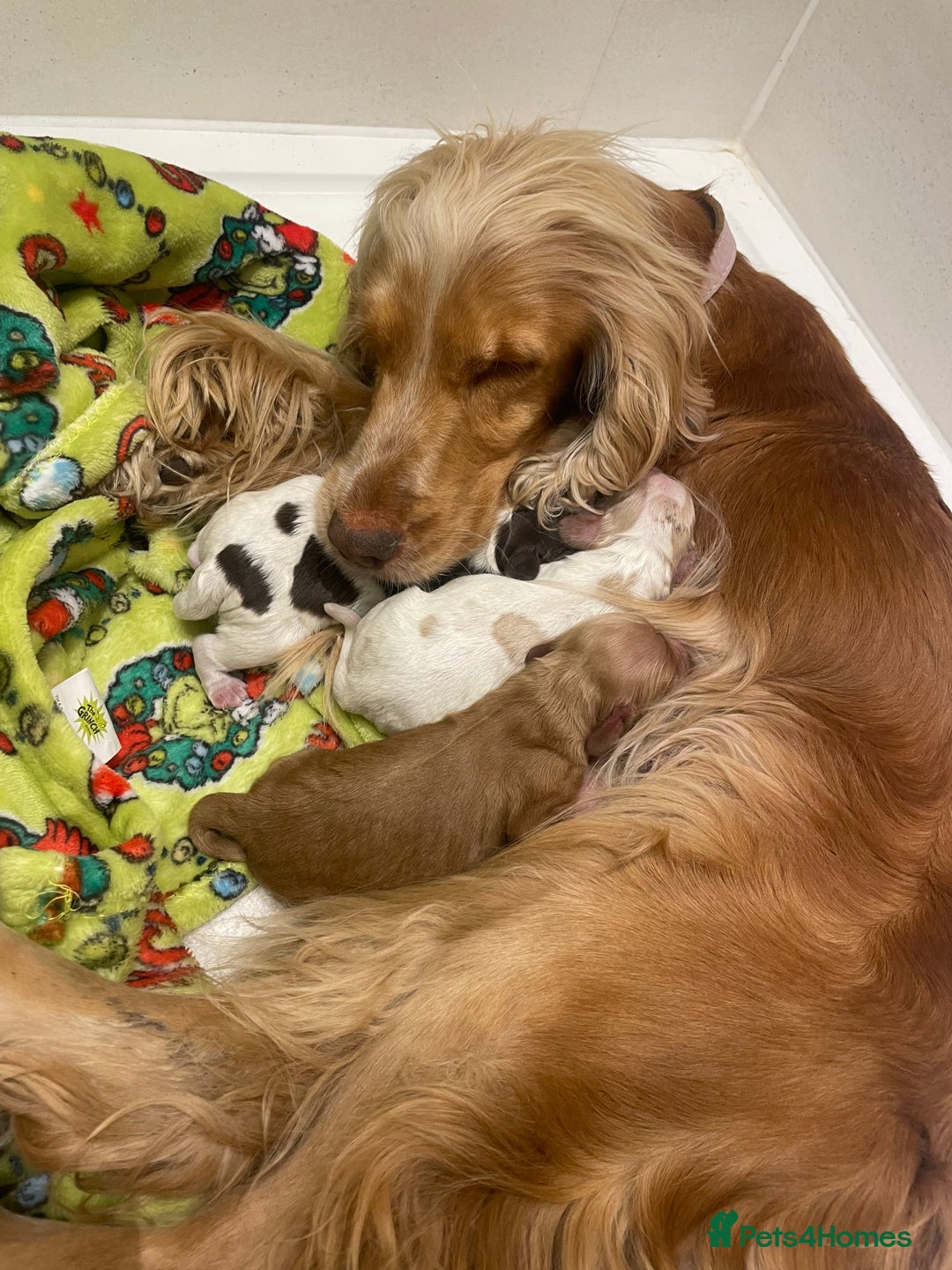 Cocker Spaniel dogs for sale: Show cocker spaniels  - Image 1