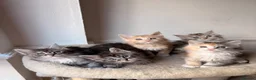 Maine Coon cats for sale: Sweet teddy bears. 🧸 🐈‍⬛ - Advert 15