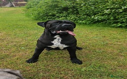 Cane Corso dogs for stud: Unique * champion breed * cane corso  - Image 5