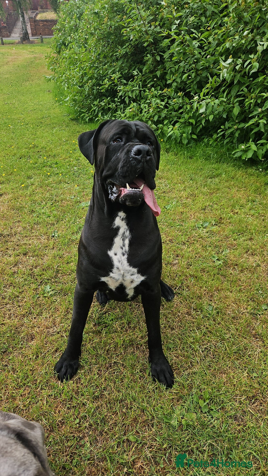 Cane Corso dogs for stud: Unique * champion breed * cane corso  - Image 5