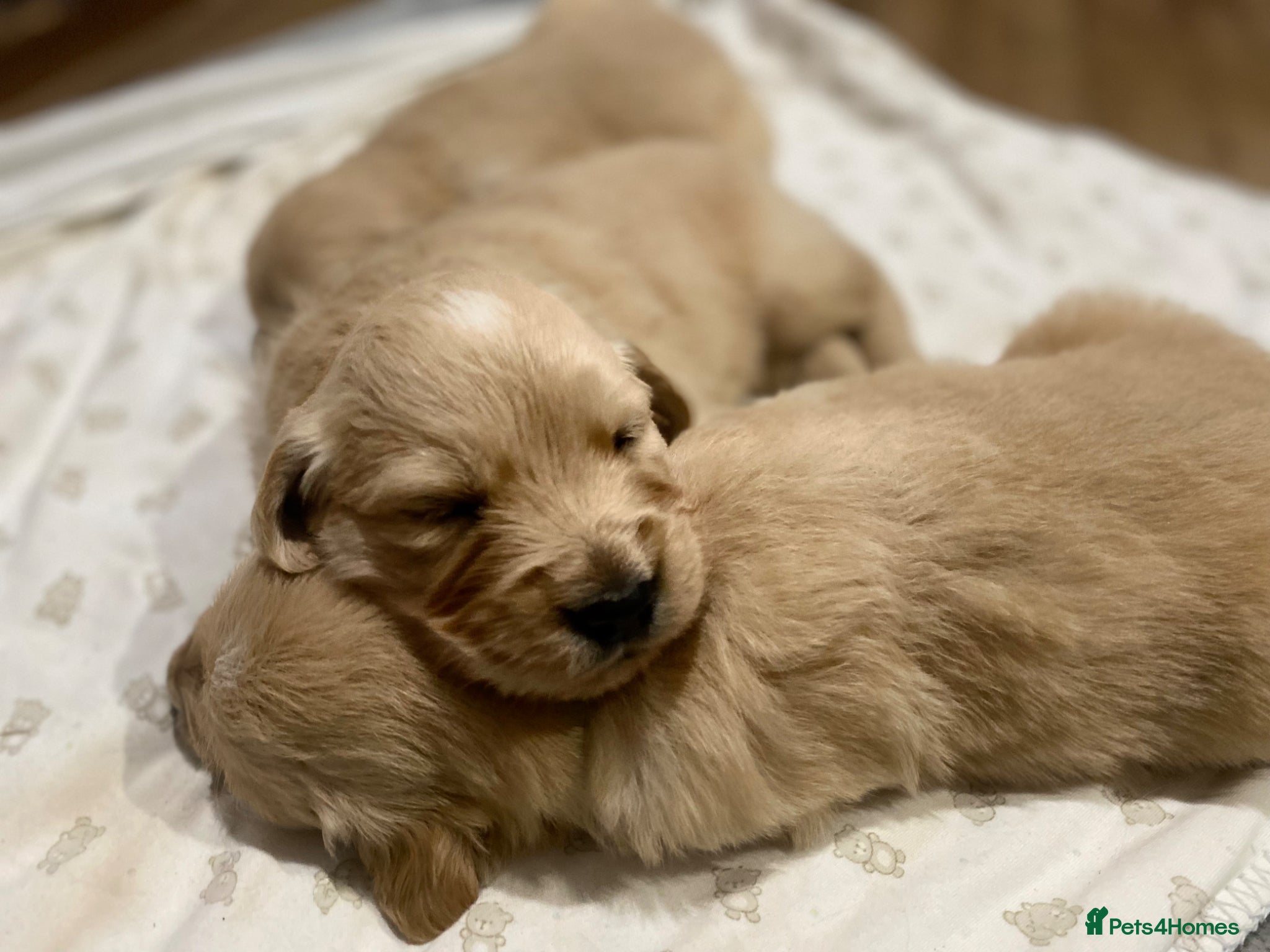 Golden Retriever dogs Kc registered beautiful Golden Retrievers puppies  - Advert 2