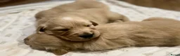 Golden Retriever dogs for sale: 🐾 Truly special KC Puppies in Builth Wells - Advert 7