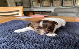 Jack Russell dogs for sale: Pedigree Jack Russell Terriers - Image 16