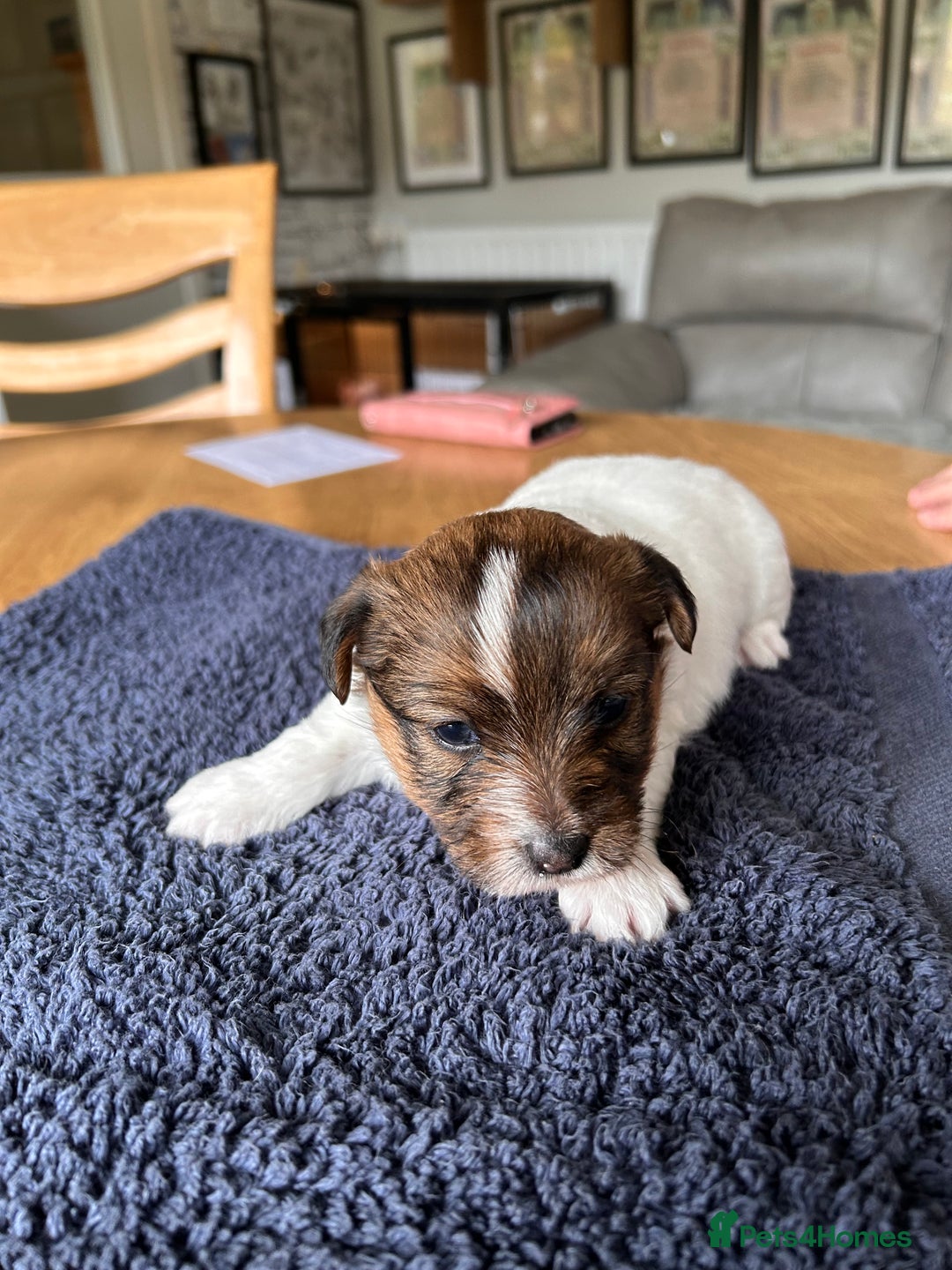 Jack Russell dogs for sale: Pedigree Jack Russell Terriers - Image 16