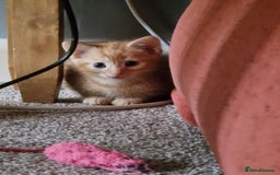 Mixed Breed cats for sale: Gorgeous Bundle Of Fluffy Kittens - Image 7