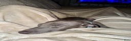 Italian Greyhound dogs for sale: Blue Male Italian Greyhound - 15 months old - Advert 5