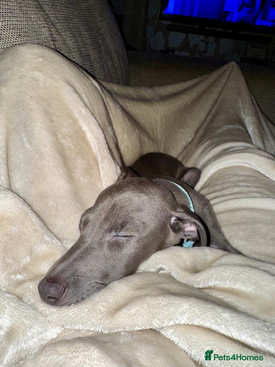 Italian Greyhound dogs for sale: Blue Male Italian Greyhound - 15 months old - Advert 5