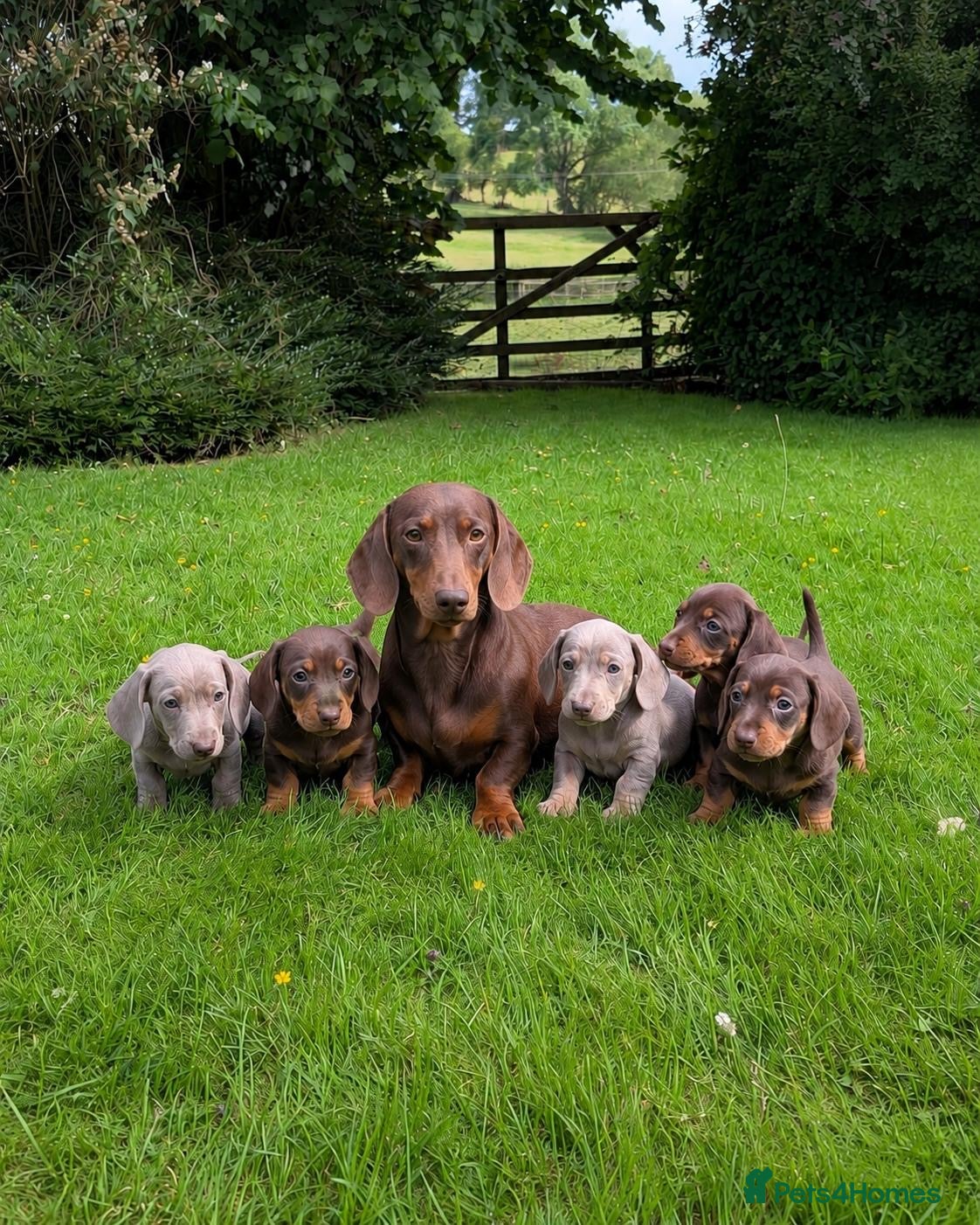 Miniature Dachshund dogs Gorgeous KC registered Minature Daxi puppies  - Advert 1