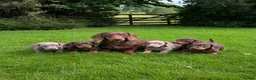 Miniature Dachshund dogs for sale: Gorgeous KC registered Minature Daxi puppies  - Advert 1