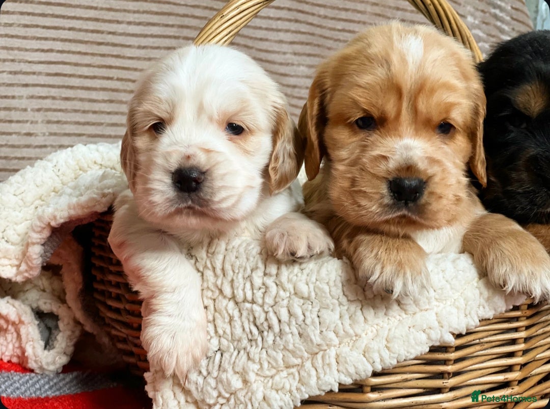 Cocker Spaniel dogs for sale: SHOW TYPE COCKER SPANIEL PUPPIES  - Advert 4