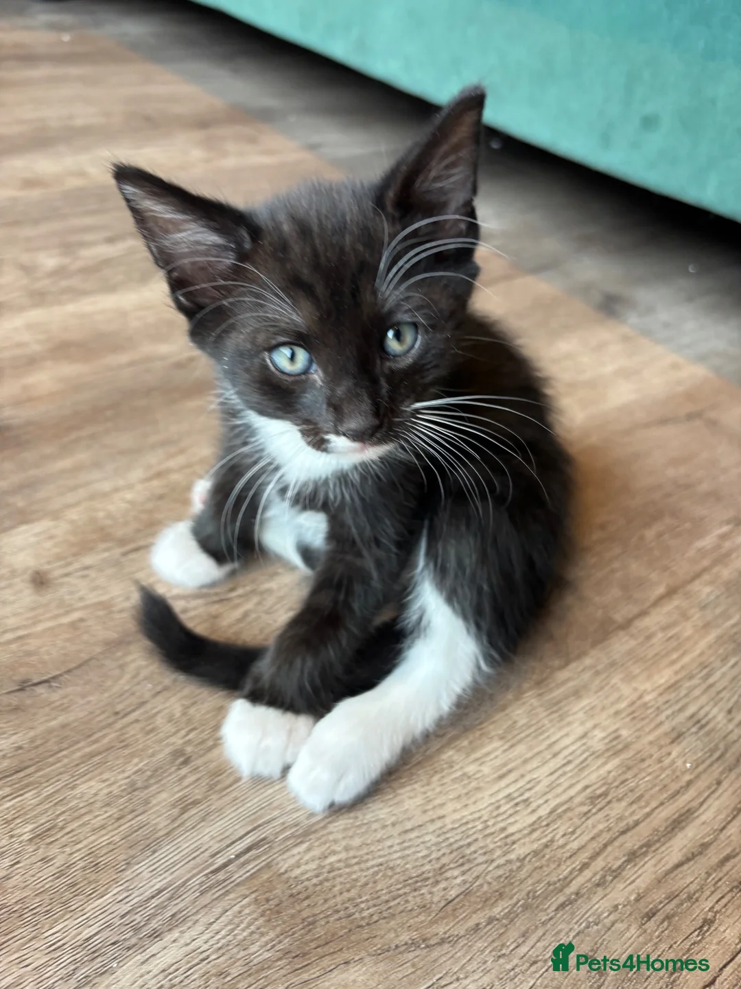 Mixed Breed cats for sale: Last male kitten looking for his new home  in Bracknell - Advert 1