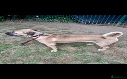 Cane Corso dogs for sale: Cane Corso Male – Born 3rd October 2024 - Image 6