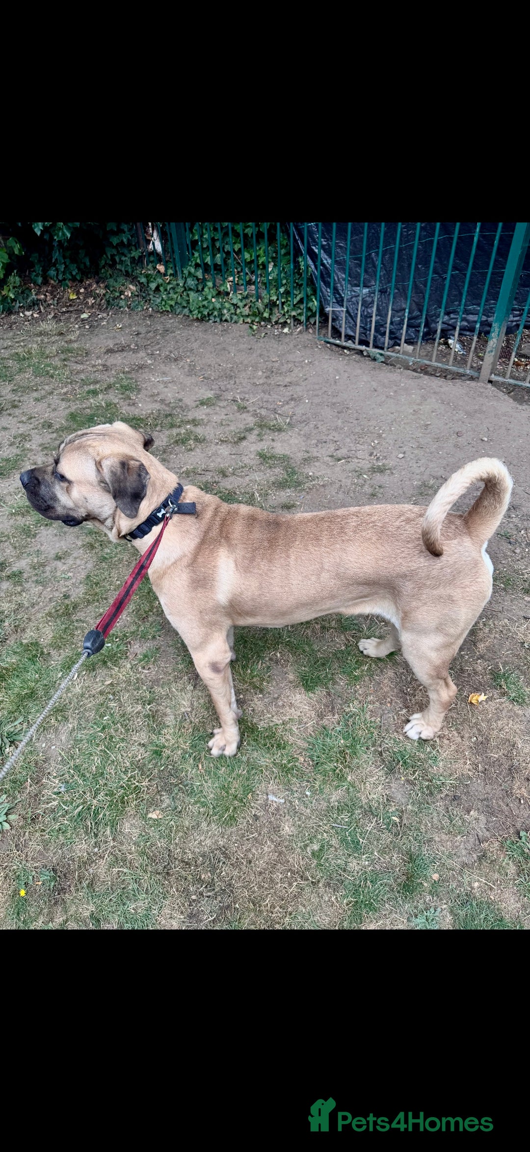 Cane Corso dogs for sale: Cane Corso Male – Born 3rd October 2024 - Image 6