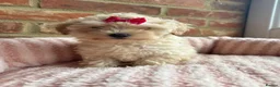 Maltipoo dogs for sale: 🧸 Adorable Maltipoo Puppies 🧸 - Advert 14
