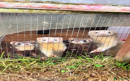 Ferret rodents for sale: Black eyed white ferrets  - Image 10
