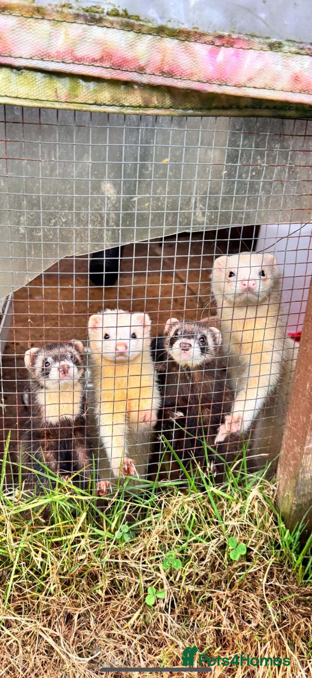 Ferret rodents for sale: Black eyed white ferrets  - Image 10