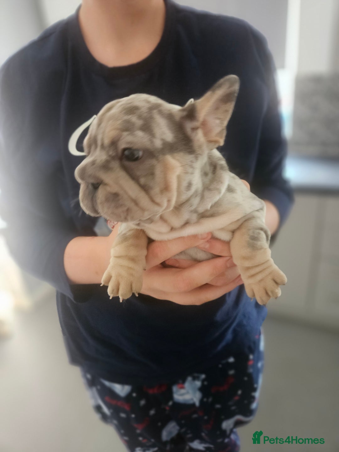 French Bulldog dogs for sale:  Beautiful french bulldog puppies for sale - Image 22