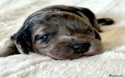 Cockapoo dogs for sale: F1b Miniature Cockapoo Pups Fully Health Tested - Advert 32