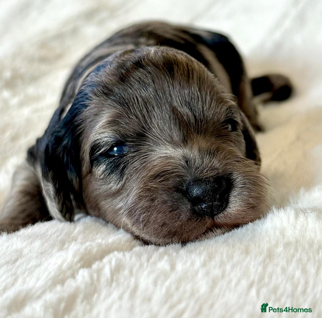 Cockapoo dogs for sale: F1b Miniature Cockapoo Pups Fully Health Tested - Advert 32