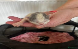 British Longhair cats for sale: 💕 Beautiful litter of BLH Kittens 💕 - Image 15