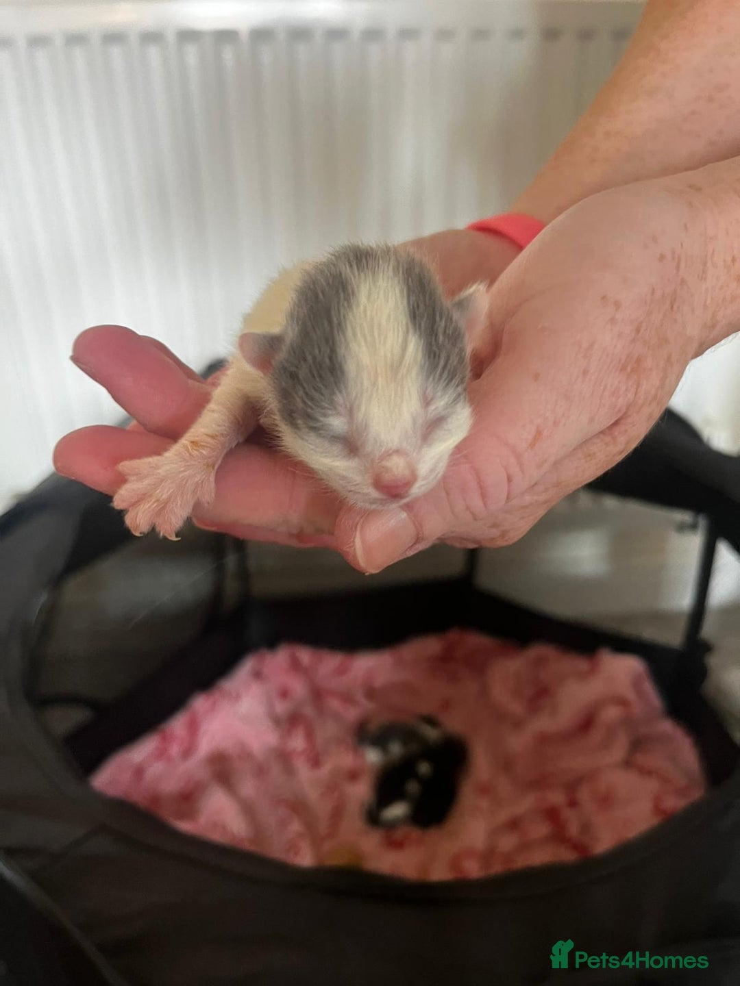 British Longhair cats for sale: 💕 Beautiful litter of BLH Kittens 💕 - Image 15