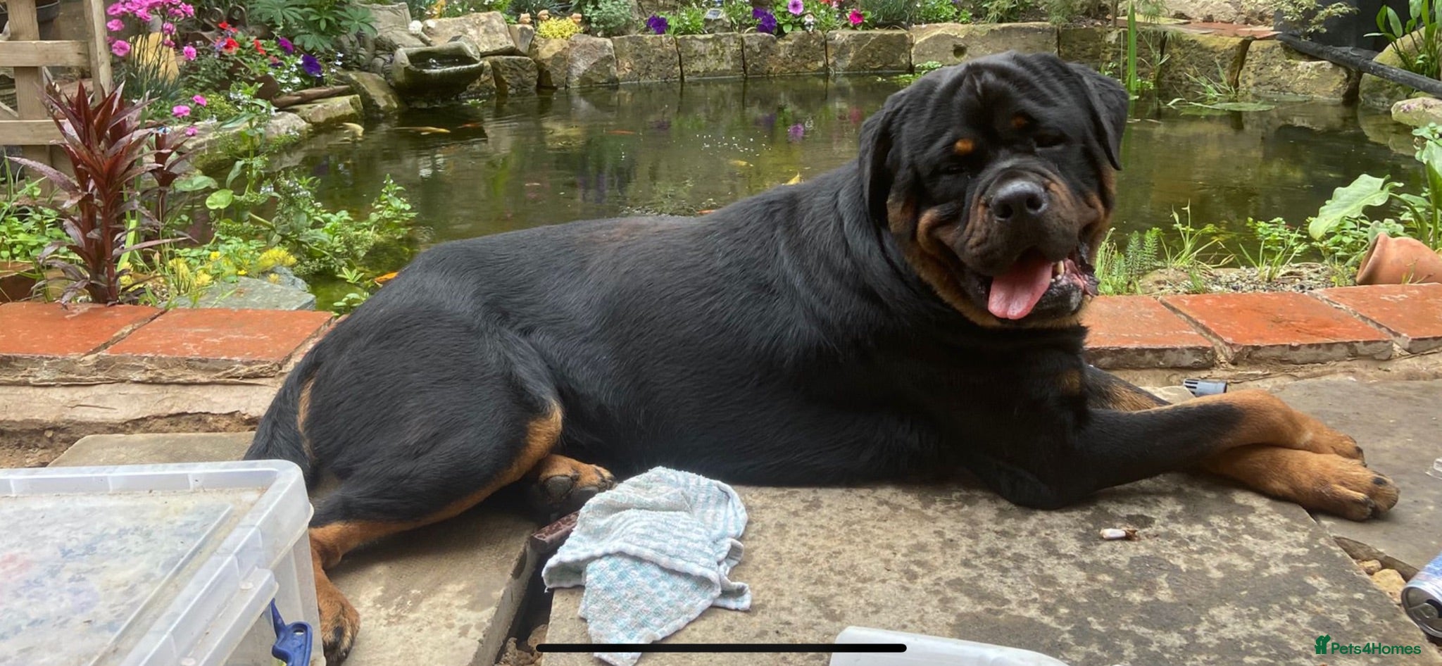 Rottweiler dogs 65kg Rottweiler for stud - Advert 5