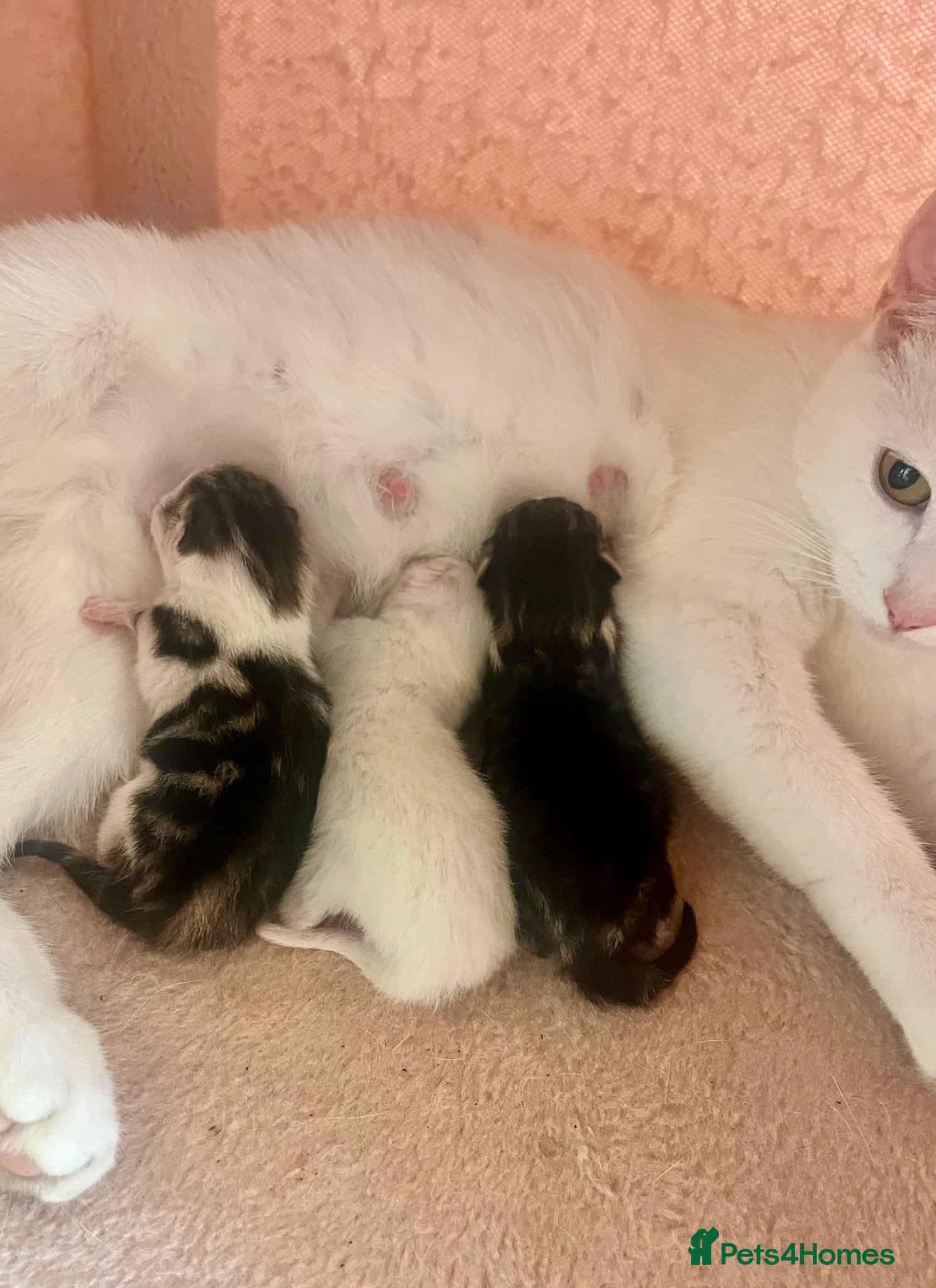 Siberian cats Three gorgeous kittens!  - Advert 2