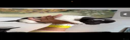 Chihuahua dogs for sale: Beautiful tiny chihuahua’s - Advert 17