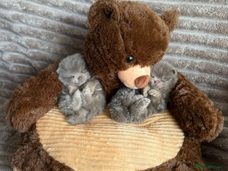 Pomeranian dogs BEAUTIFUL LILAC POMERANIANS - Advert 5