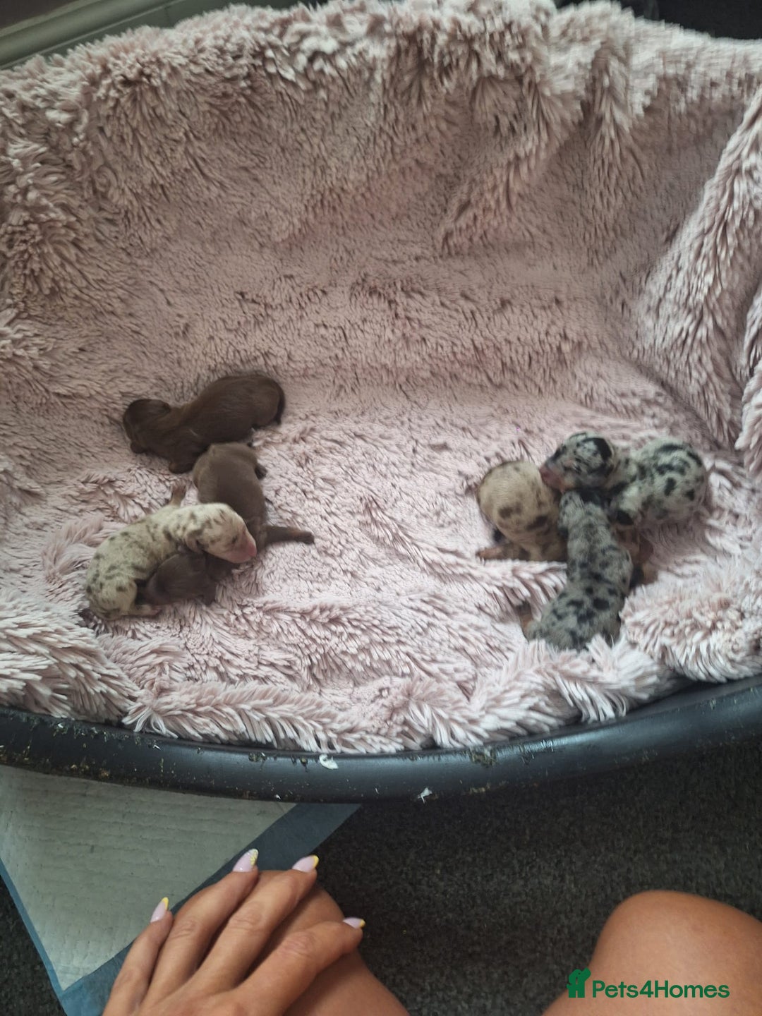 Miniature Dachshund dogs for sale: Mini Dachshund Pups- KC DOB 17/8/25 - Image 9