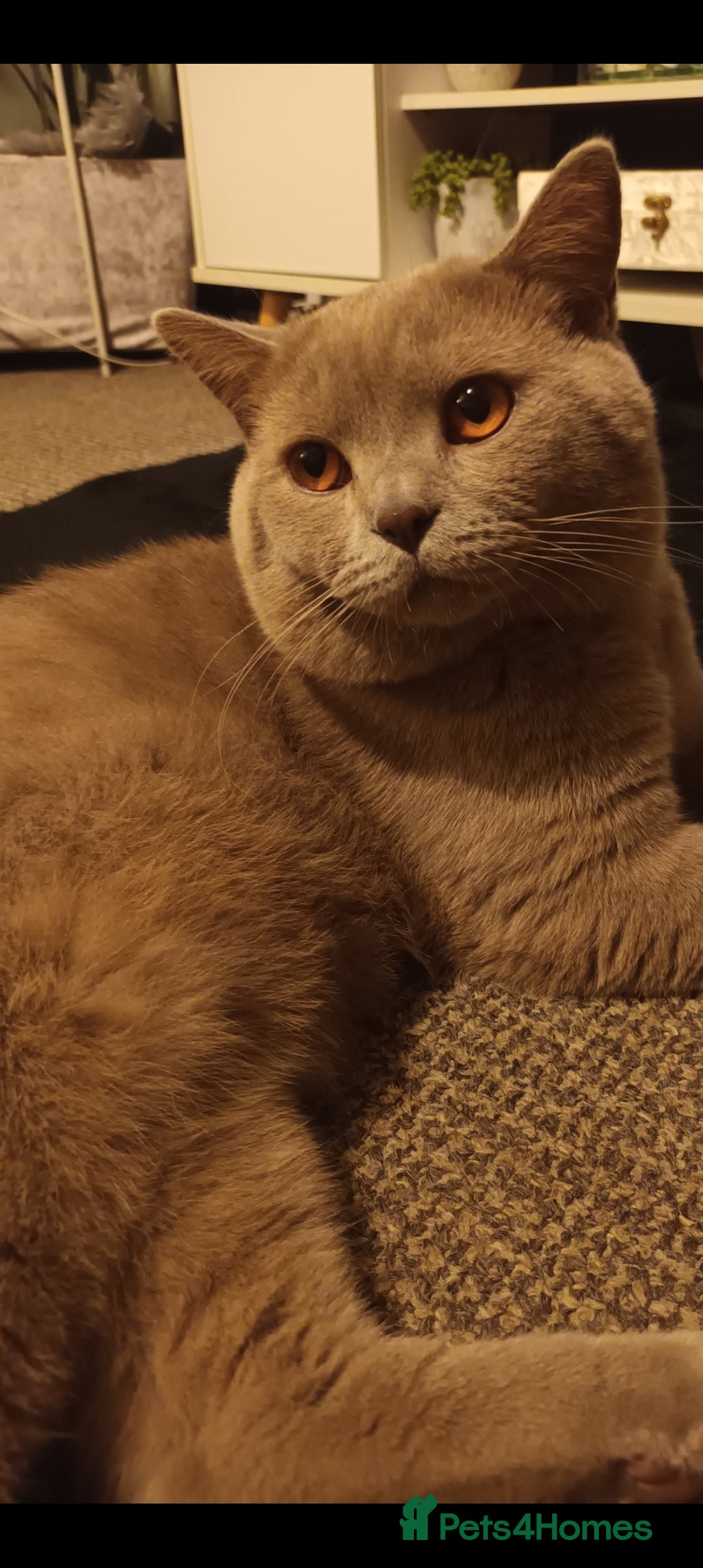 British Shorthair cats for sale: GCCF& TICA  Active Registered Chubby lilac boy - Advert 4