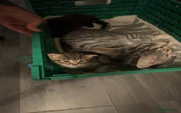 Domestic Shorthair cats for sale: 2 beautiful kittens for sale  - Image 1