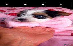 Biewer Terrier dogs for sale: Beautiful unique MINI biewer terrier 1 girl left - Image 21