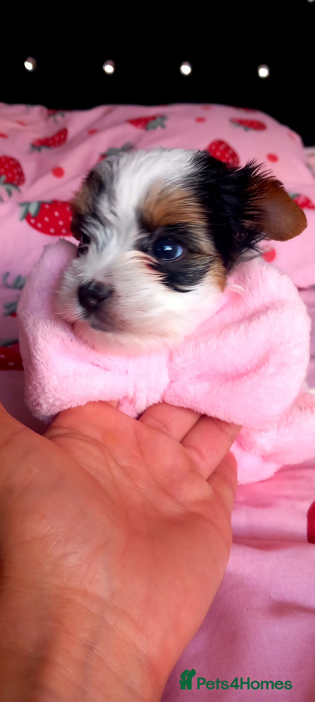 Biewer Terrier dogs for sale: Beautiful unique MINI biewer terrier 1 girl left - Image 21
