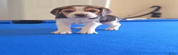 Beagle dogs for sale: Beautiful Pure Beagle Puppies  in Ledbury - Advert 7