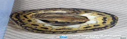 Python Snake reptiles for sale:  Various ball pythons  - Advert 8
