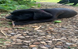 Labrador Retriever dogs for sale: KC Labrador puppies Ready now 🐾Fully vaccinated  in Skegness - Image 4