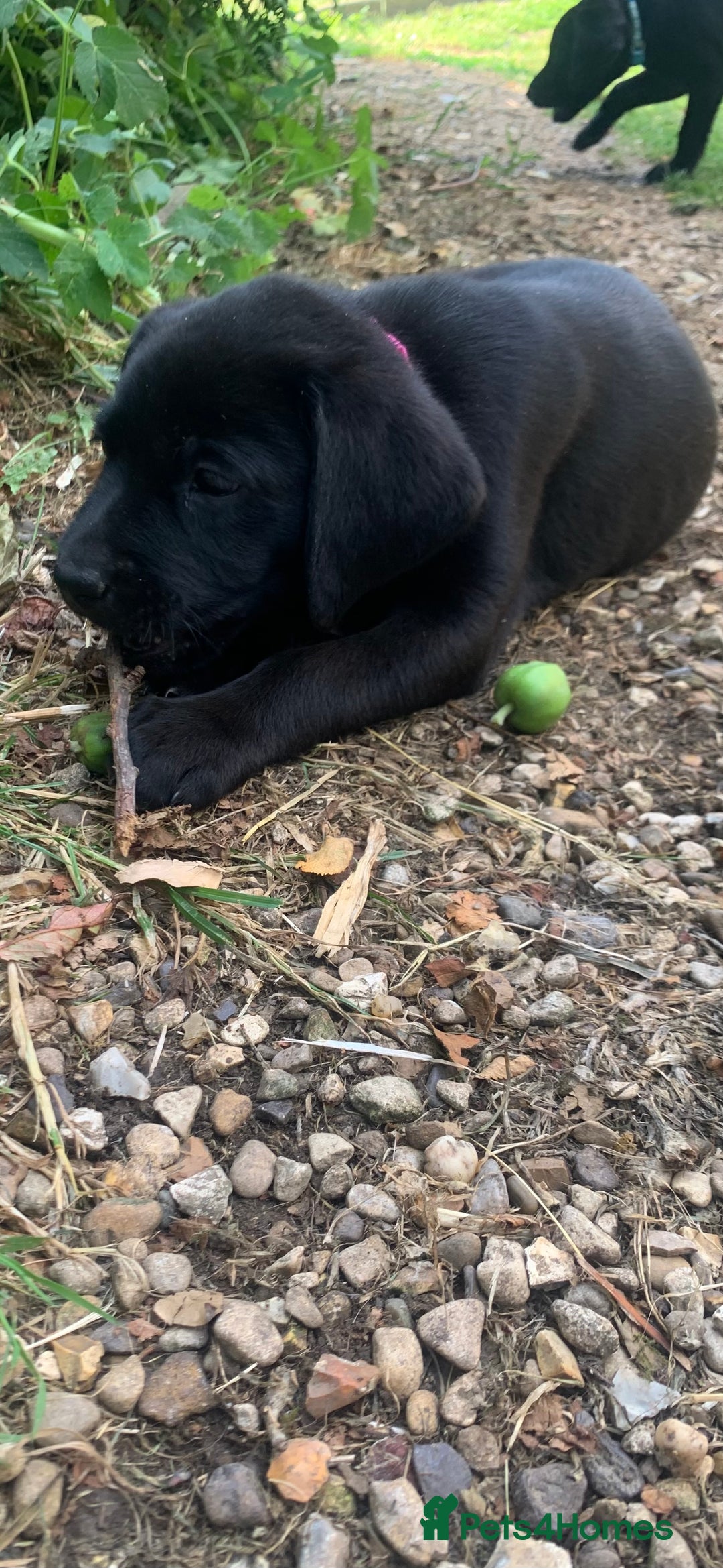 Labrador Retriever dogs for sale: KC Labrador puppies Ready now 🐾Fully vaccinated  in Skegness - Image 4