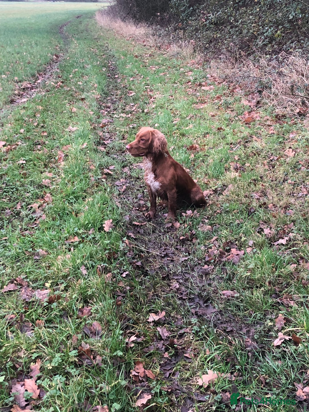 Cocker Spaniel dogs for stud: Health tested working cocker spaniel  in Devizes - Image 2