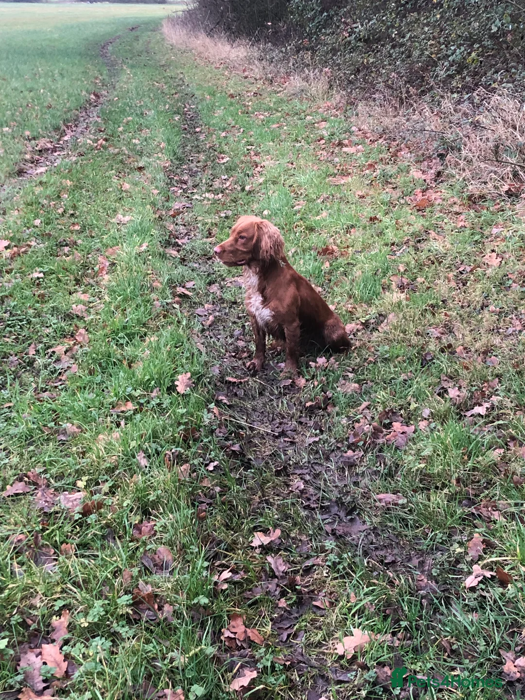 Cocker Spaniel dogs for stud: Health tested working cocker spaniel  in Devizes - Advert 6