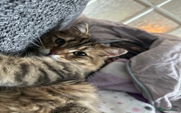 British Longhair cats for sale: 2 beautiful and loving boys - Image 4