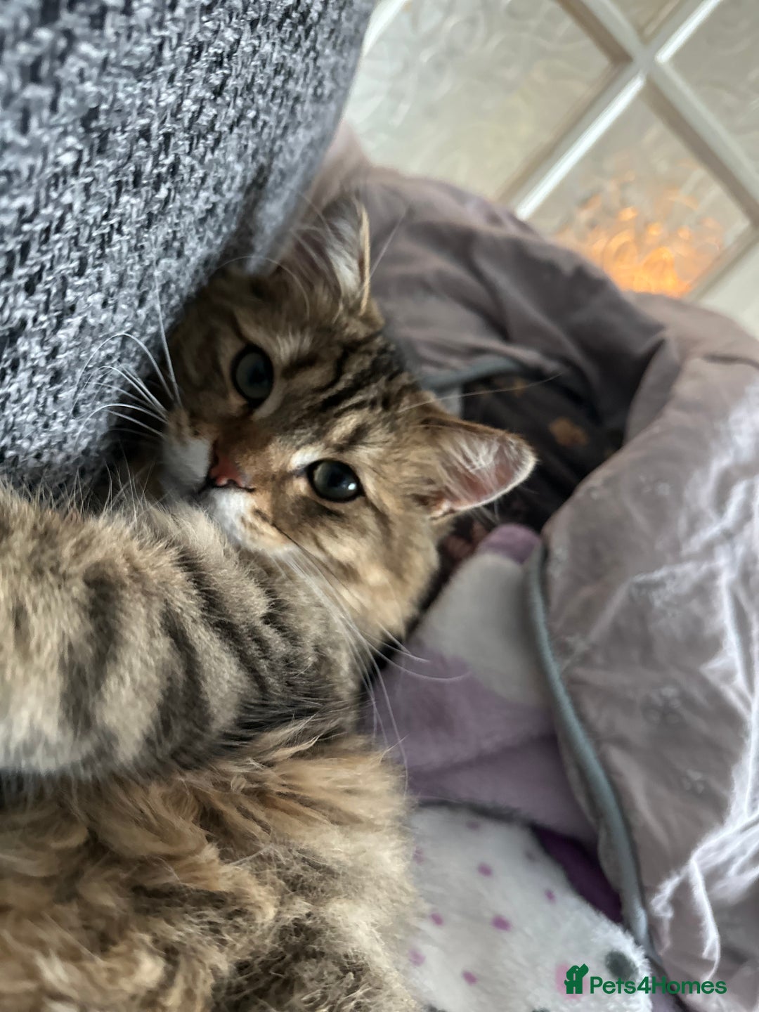 British Longhair cats for sale: 2 beautiful and loving boys - Image 4