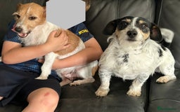 Jack Russell dogs for sale: Pure Jack Russell puppies ready now - Image 13